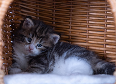 Bergman - 4 weeks old