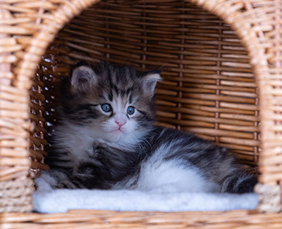 Bergman - 4 weeks old