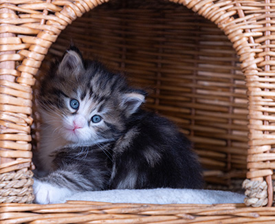 Bergman - 4 weeks old