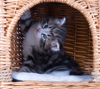 Bergman - 4 weeks old