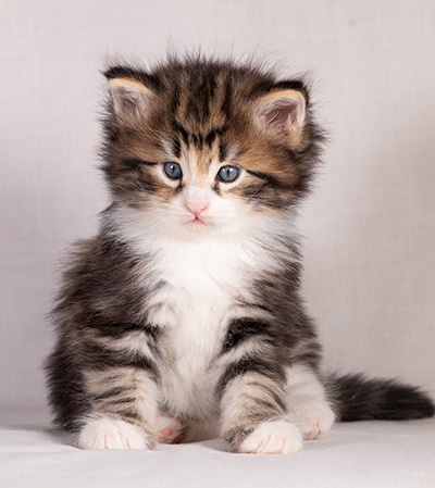 Bergman - 4 weeks old