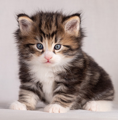 Bergman - 4 weeks old