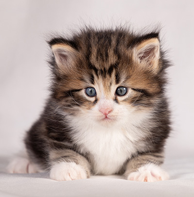 Bergman - 4 weeks old