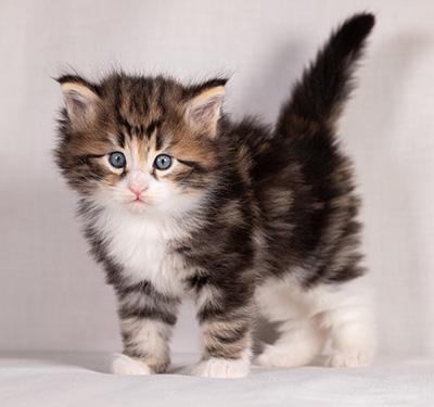 Bergman - 4 weeks old