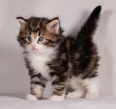 Bergman - 4 weeks old