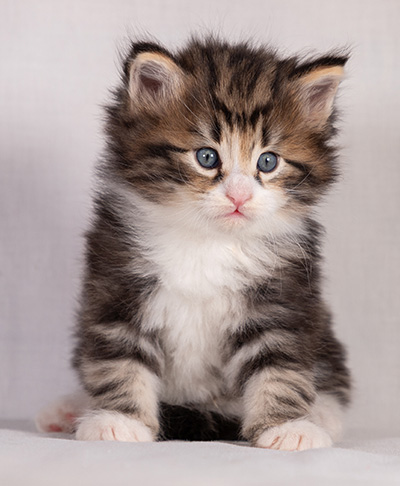 Bergman - 4 weeks old