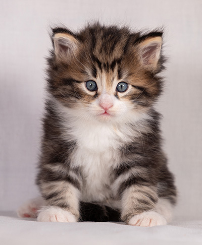 Bergman - 4 weeks old