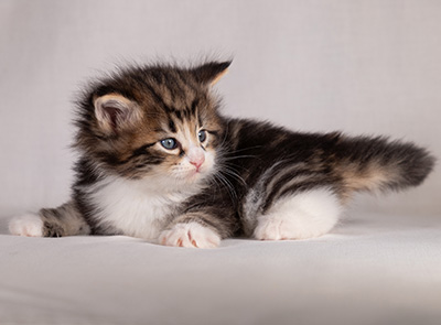 Bergman - 4 weeks old