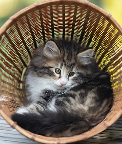 Bergman - 8 weeks old