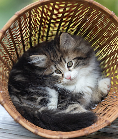 Bergman - 8 weeks old
