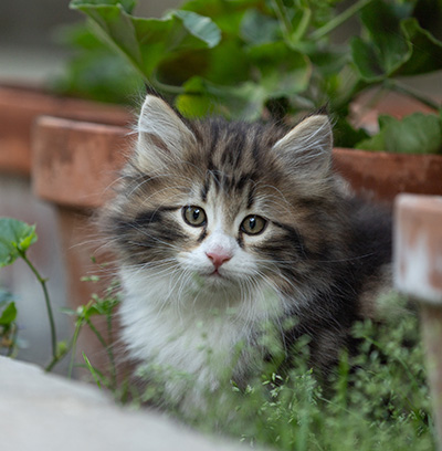 Bergman - 8 weeks old