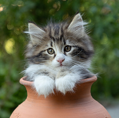 Bergman - 8 weeks old
