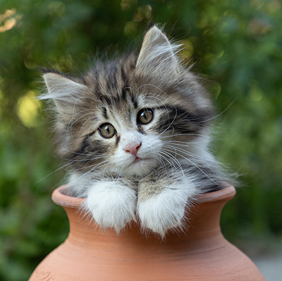 Bergman - 8 weeks old