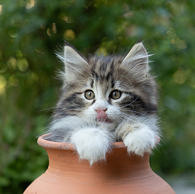 Bergman - 8 weeks old