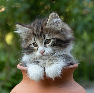 Bergman - 8 weeks old