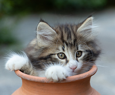 Bergman - 8 weeks old