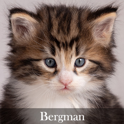 Bergman