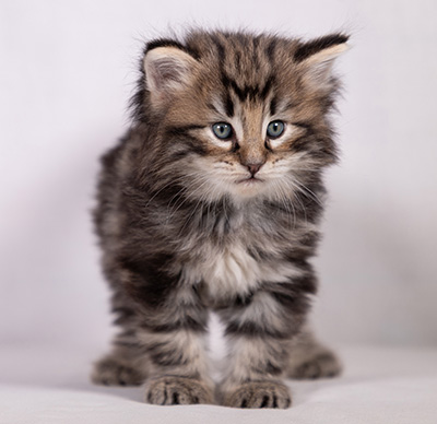 Bergson - 4 weeks old