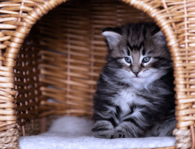 Bergson - 4 weeks old