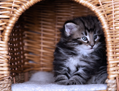 Bergson - 4 weeks old