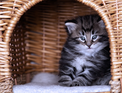 Bergson - 4 weeks old