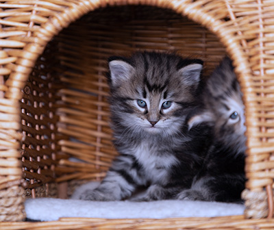 Bergson - 4 weeks old