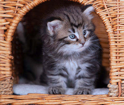Bergson - 4 weeks old