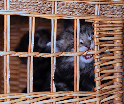 Bergson - 4 weeks old