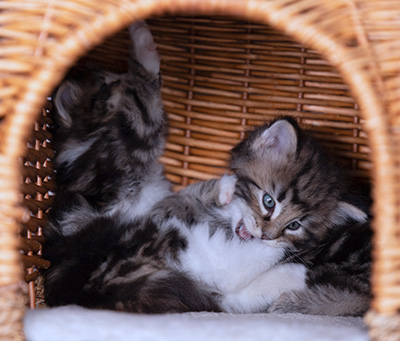 Bergson - 4 weeks old