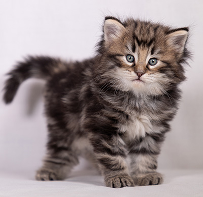 Bergson - 4 weeks old