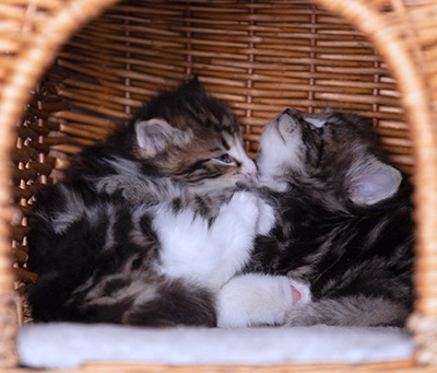 Bergson - 4 weeks old
