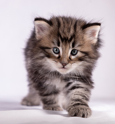 Bergson - 4 weeks old