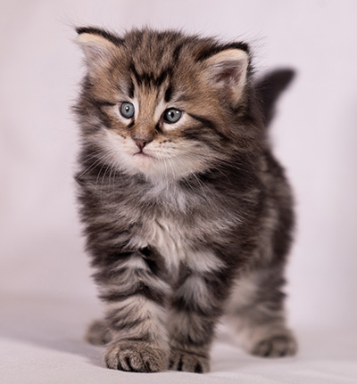 Bergson - 4 weeks old