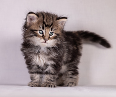 Bergson - 4 weeks old