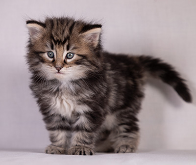Bergson - 4 weeks old