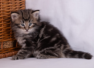 Bergson - 4 weeks old
