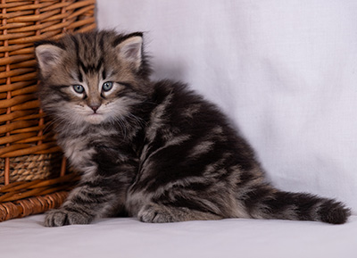 Bergson - 4 weeks old