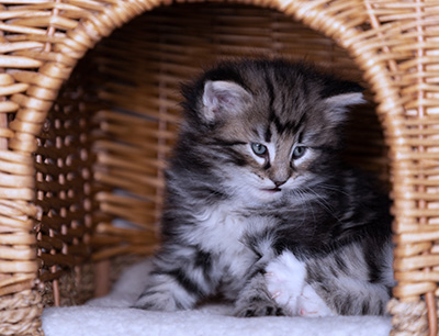 Bergson - 4 weeks old
