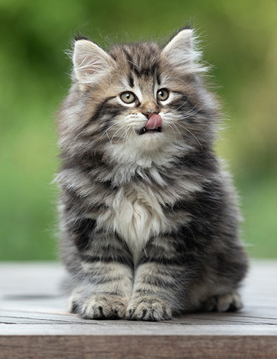 Bergson - 8 weeks old