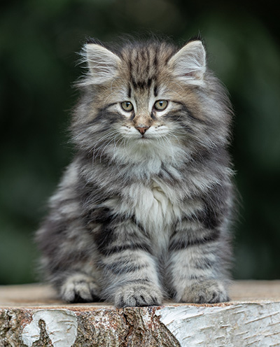 Bergson - 8 weeks old