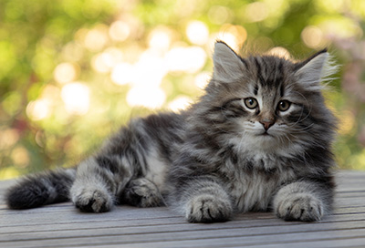 Bergson - 8 weeks old