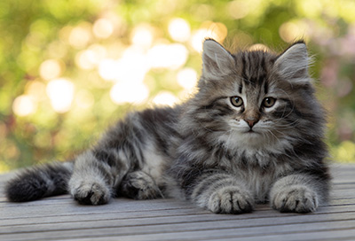 Bergson - 8 weeks old