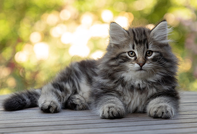 Bergson - 8 weeks old