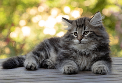 Bergson - 8 weeks old