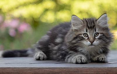 Bergson - 8 weeks old
