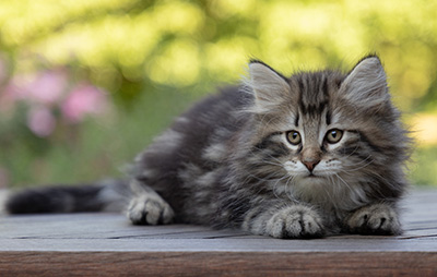 Bergson - 8 weeks old