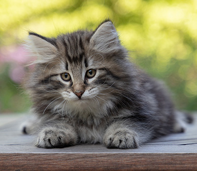 Bergson - 8 weeks old