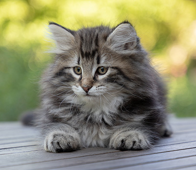 Bergson - 8 weeks old