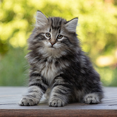 Bergson - 8 weeks old
