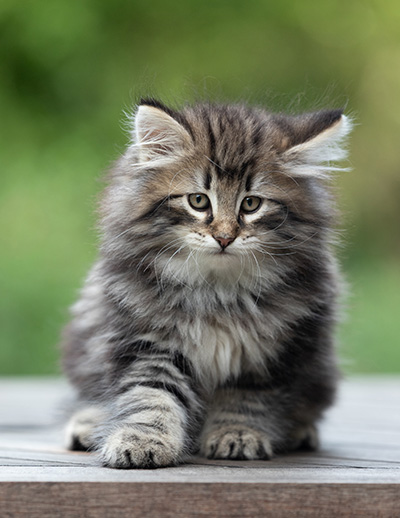Bergson - 8 weeks old